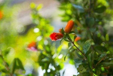 Bir nar ağacı, İspanya çiçekler