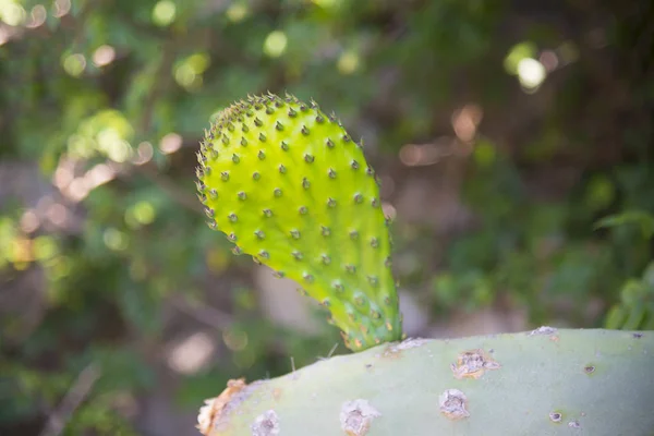 Cactus Opuntia Spagna — Foto Stock