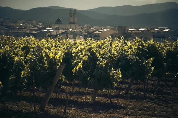 Landschaft Mit Weinbergen Blick Auf Die Stadt Sant Pere Ribes — Stockfoto