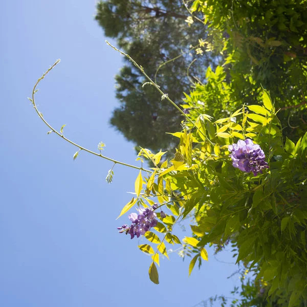 Leuchtend Violette Blüten Der Akazie — Stockfoto