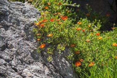 Sulu bitkilerin çiçeklenme 