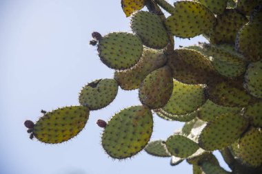 Mavi gökyüzü arka planında Kaktüs Opuntia