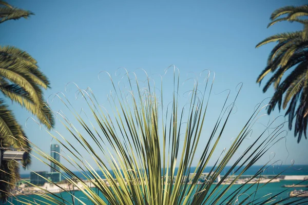 Green palm leaves on blue sky background