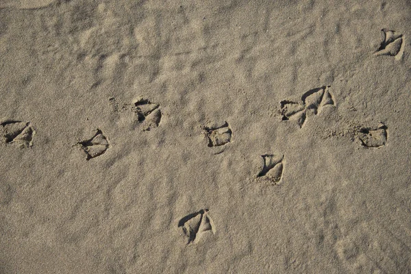 Traces Gulls Sand — Stock Photo, Image