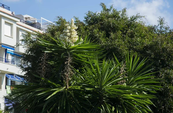 Palmera Floreciente Aire Libre — Foto de Stock