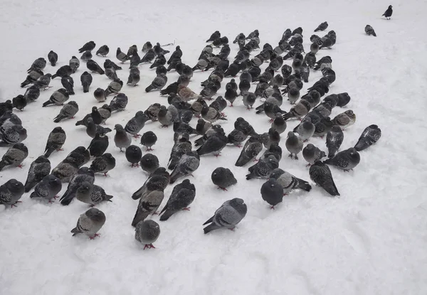 Palomas Nieve Blanca Parque Ciudad —  Fotos de Stock