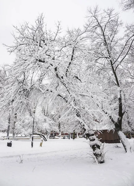 Drzewa pokryte śniegiem w Lwowie — Zdjęcie stockowe