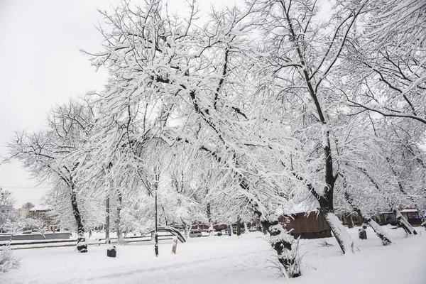 Drzewa pokryte śniegiem w Lwowie — Zdjęcie stockowe