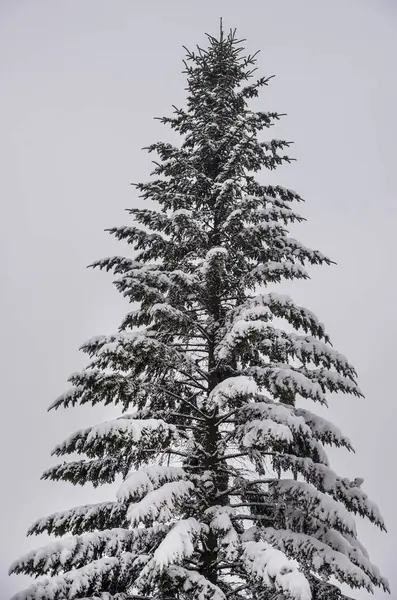 Pine Tree Covered Snow — Stock Photo, Image