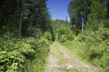 Çam ormanı, Karpatlar yolda 