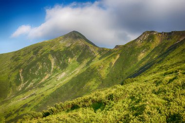 Ukrayna Karpatlar 'ında yaz manzarası