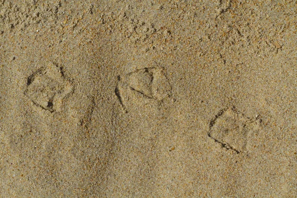 Seaguls fotavtryck på sanden — Stockfoto
