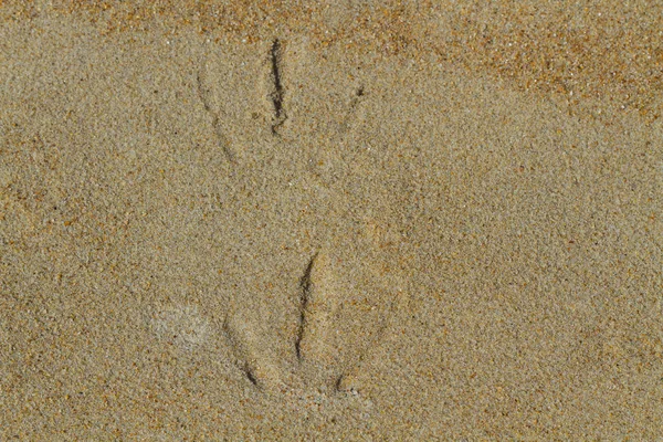 Seaguls fotavtryck på sanden — Stockfoto
