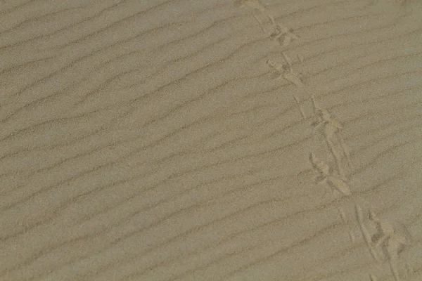 모래에 새의 흔적 — 스톡 사진
