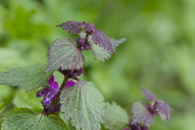 Lamium maculatum