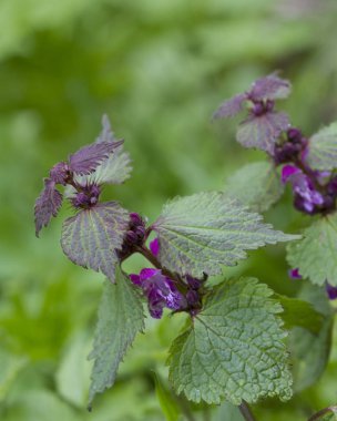 Lamium maculatum