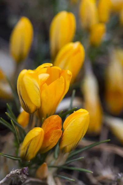 Yellow Crocuses Blossom Spring Sunny Day Outdoor Nature — Stock Photo, Image