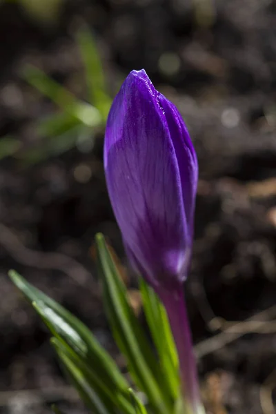 紫色番红花的花朵。选择性对焦, 特写 — 图库照片