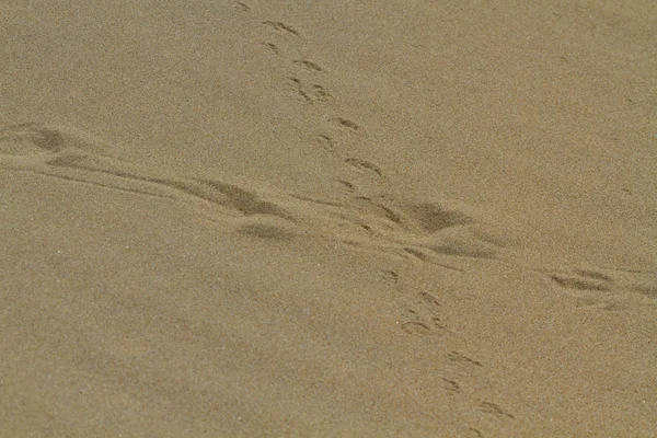모래 위에 흔적 — 스톡 사진