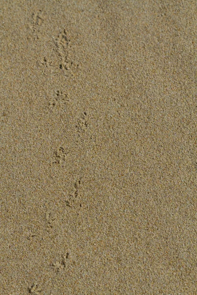 모래 위에 흔적 — 스톡 사진