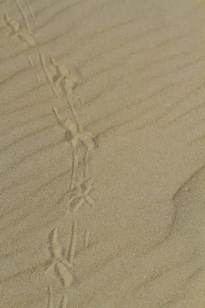 Следы Птиц Песке — стоковое фото