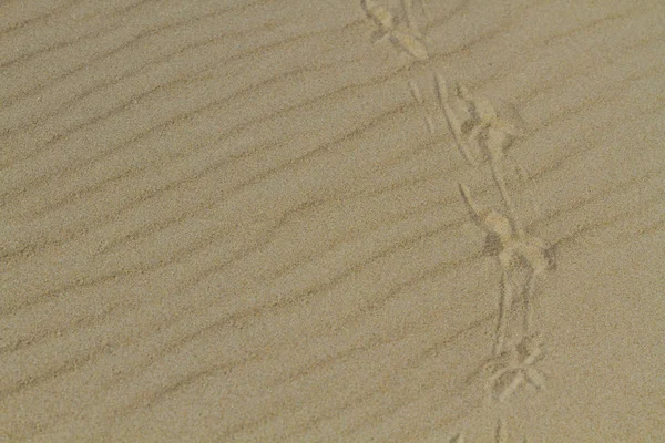 Spår av fåglar på sanden — Stockfoto