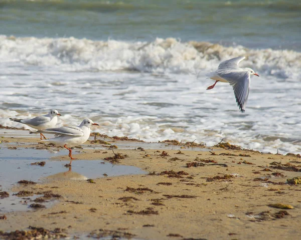 Möwen auf dem Meer — Stockfoto