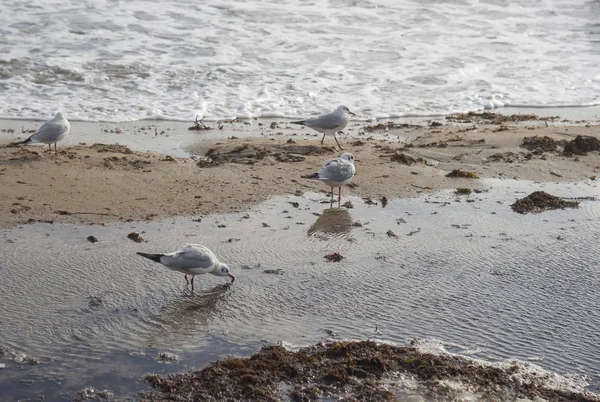 Seagulls Coast Black Sea — Stock Photo, Image