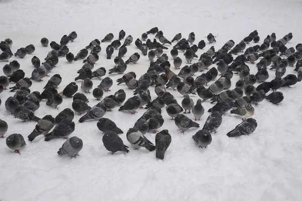 Manada Palomas Calle Ciudad Tiempo Invierno —  Fotos de Stock