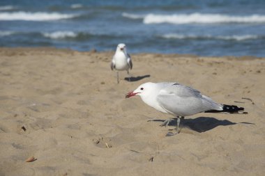 Martı üzerinde sahil, deniz Tarragona