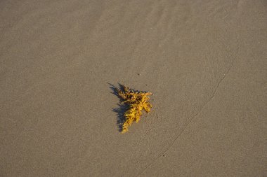 Kumlu sahil üzerinde deniz yosunu