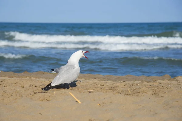 Måsar på kusten av Medelhavet, Tarragona — Stockfoto