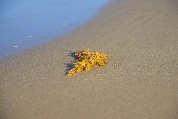 在砂质海滩上的海藻 — 图库照片