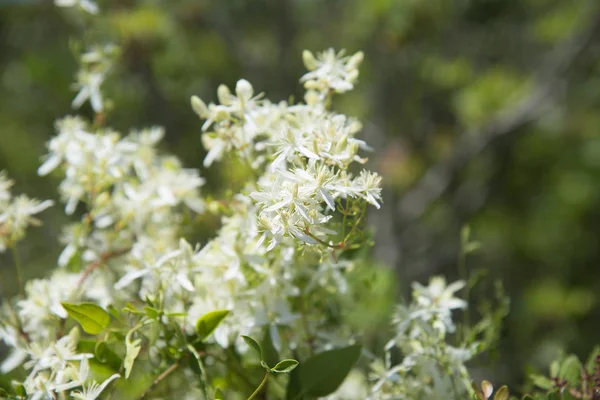 ブッシュの庭に咲くジャスミンの花 — ストック写真