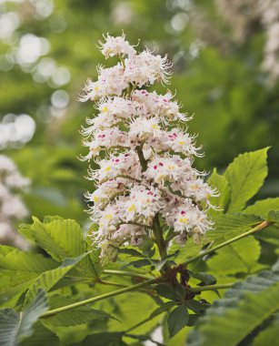 Bahar parkta Blooming kestane