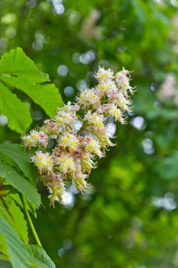 İlkbahar parkında çiçek açan kestane rengi arkaplan