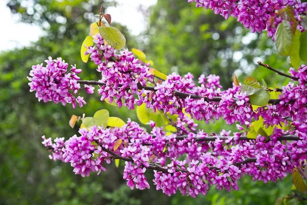 Schöne Rosa Lila Blütenzweige Des Judasbaums Cercis Siliquastrum Frühlingspark — Stockfoto