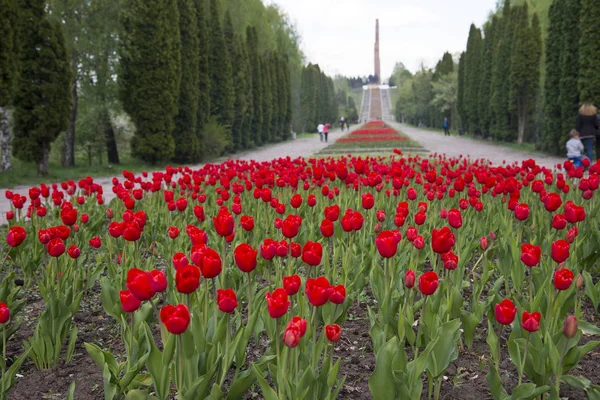Blossoming Red Tulips Spring Time — Stock Photo, Image