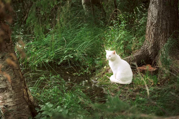 Biały Kot Bezdomnych Lesie Pobliżu Stawu — Zdjęcie stockowe
