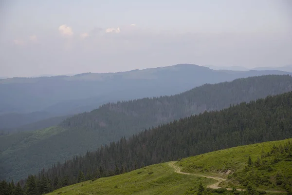 Silnice Borovém Lese Pohoří Karpaty Ukrajina — Stock fotografie