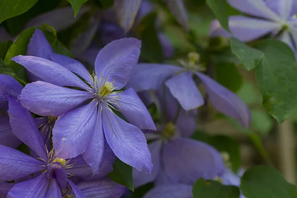 Красиві Фіолетові Клематиси Літньому Саду — стокове фото
