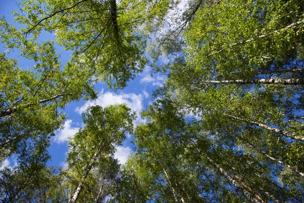 Birch Forest Summer Bottom View Stock Picture
