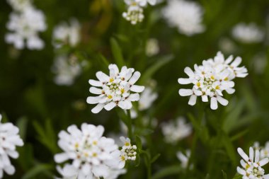 Baharda beyaz çiçekler