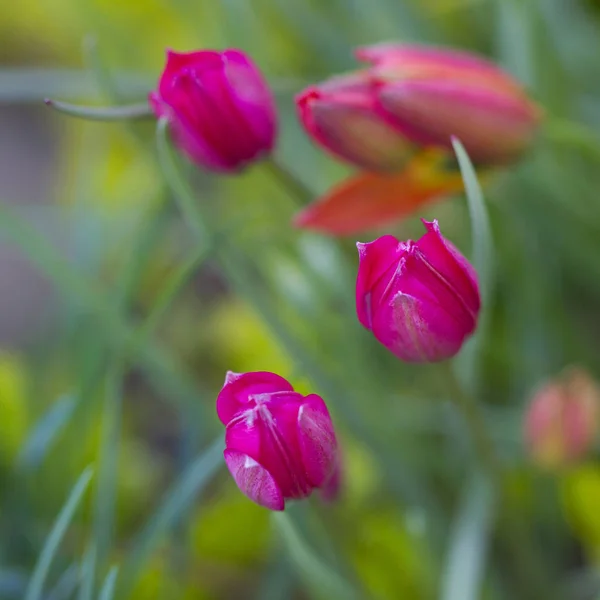 Pięknych Kwitnących Róż Tulipany Ogrodzie — Zdjęcie stockowe