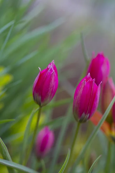 Pink Tulips Garden — Stock Photo, Image