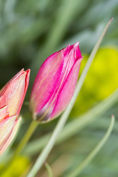 Pink Tulips Garden — Stock Photo, Image