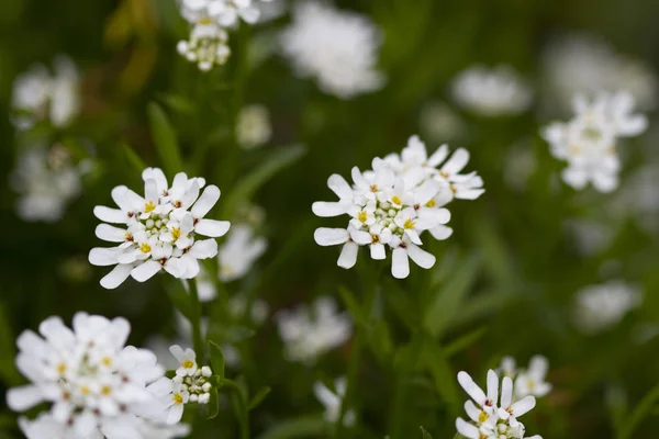 Flores Brancas Primavera — Fotografia de Stock