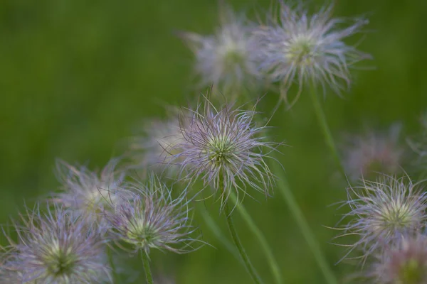 Blütenpracht Frühling — Stockfoto