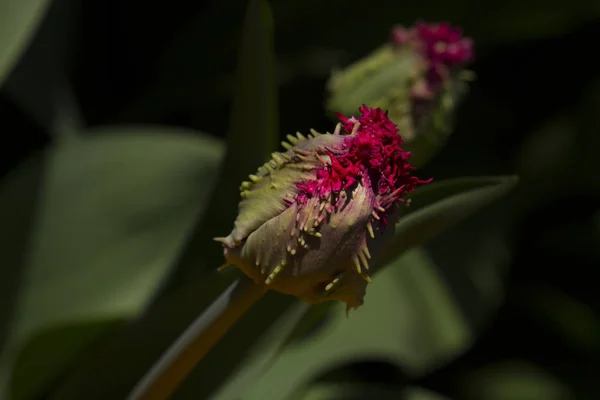 Tulipas Queensland Jardim Primavera — Fotografia de Stock