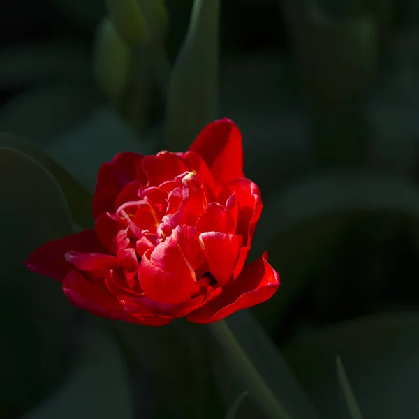 Beautiful Blossoming Red Tulip Garden — Stock Photo, Image